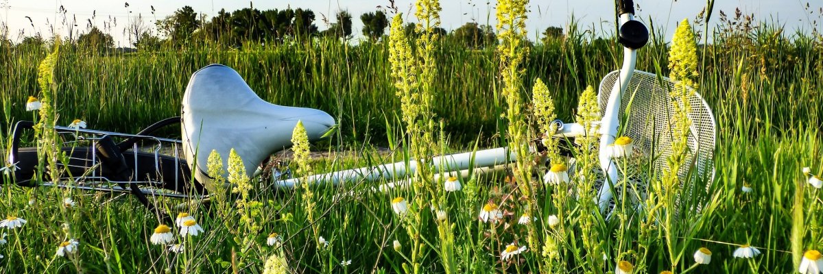 Fahrrad im Feld