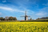 Rapsfeld, im Hintergrund eine Windmühle