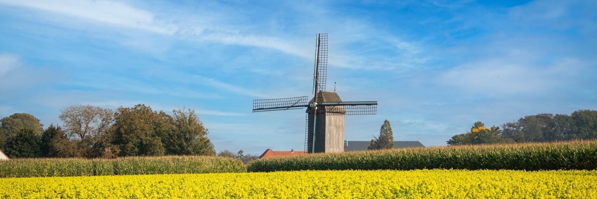 Rapsfeld, im Hintergrund eine Windmühle