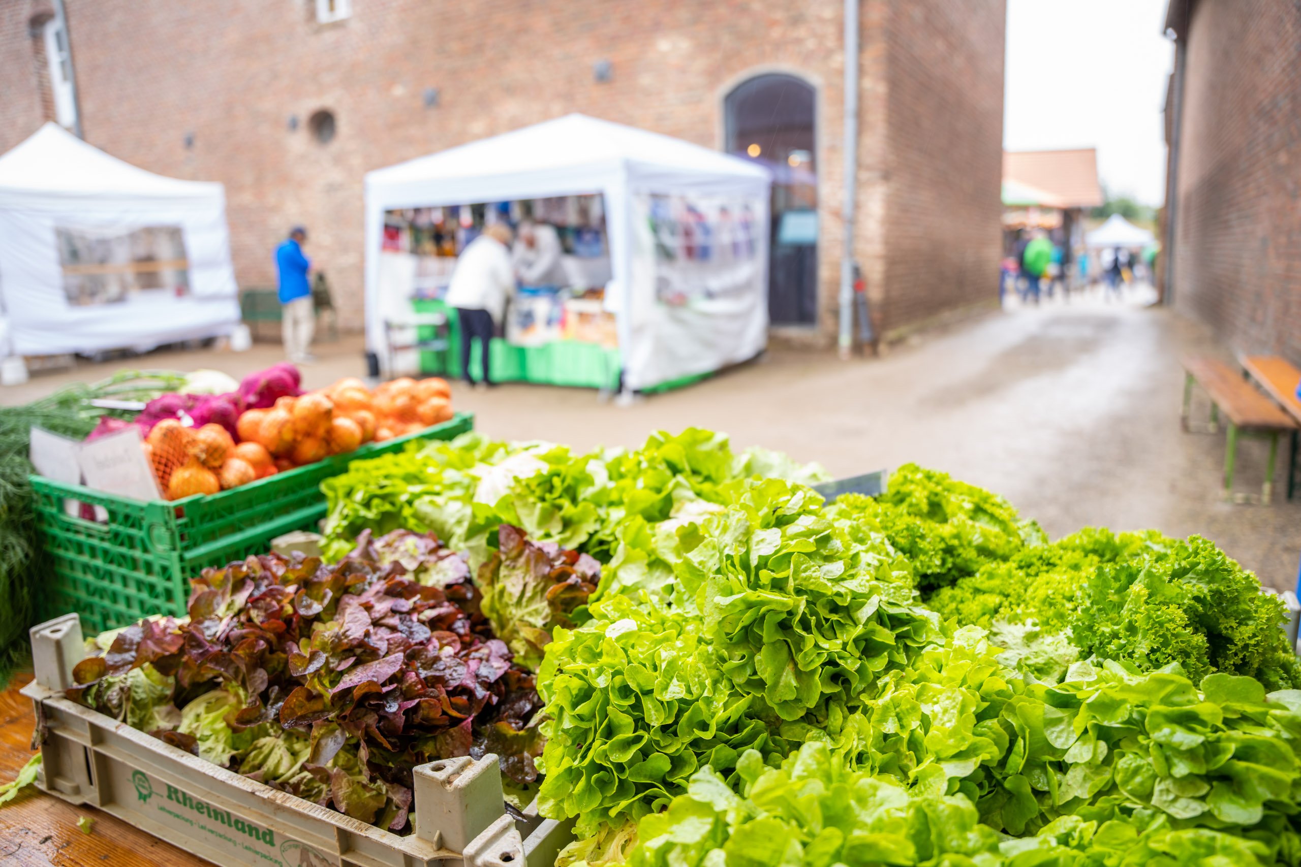 Frischer Salat auf dem Bauernmarkt