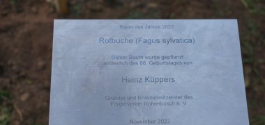 Informationstafel zum Baum des Jahres 2022 