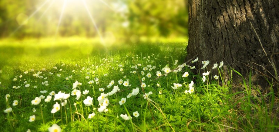 Symbolbild Baum und Blumen für das Förderprogramm zum Klimaschutz der Stadt Erkelenz.