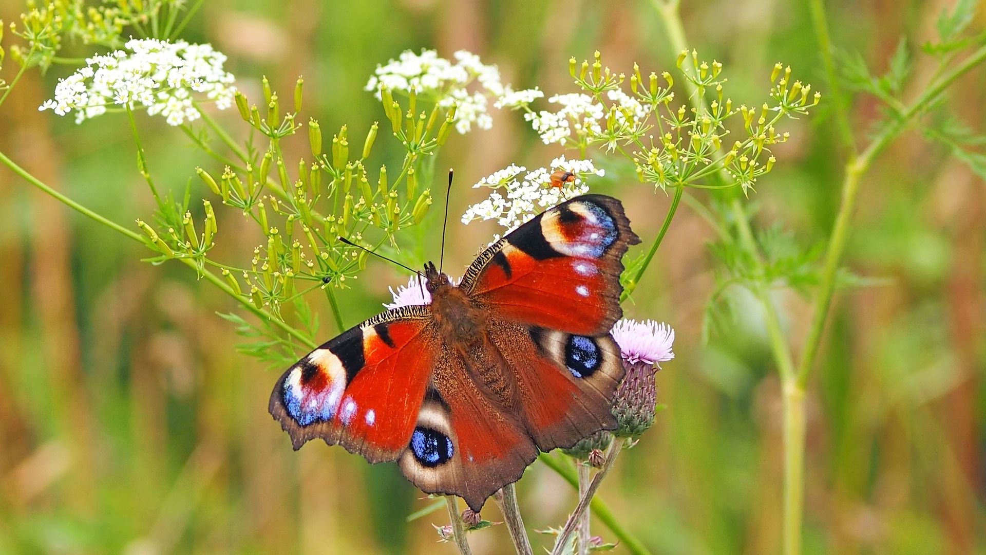 Schmetterling auf  Blume