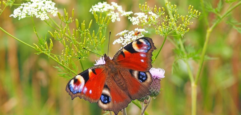 Schmetterling auf  Blume