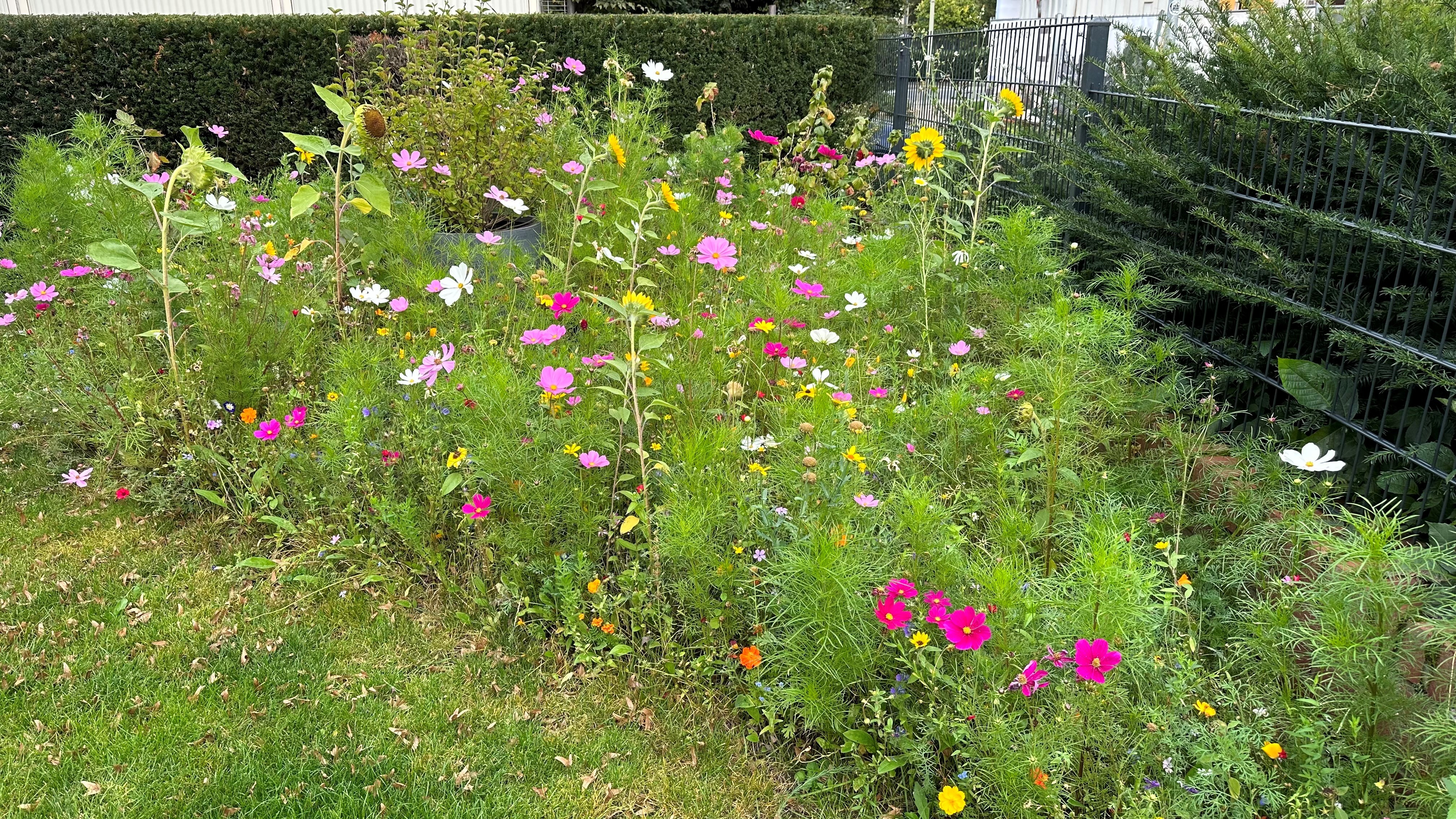 Blühwiese im Garten