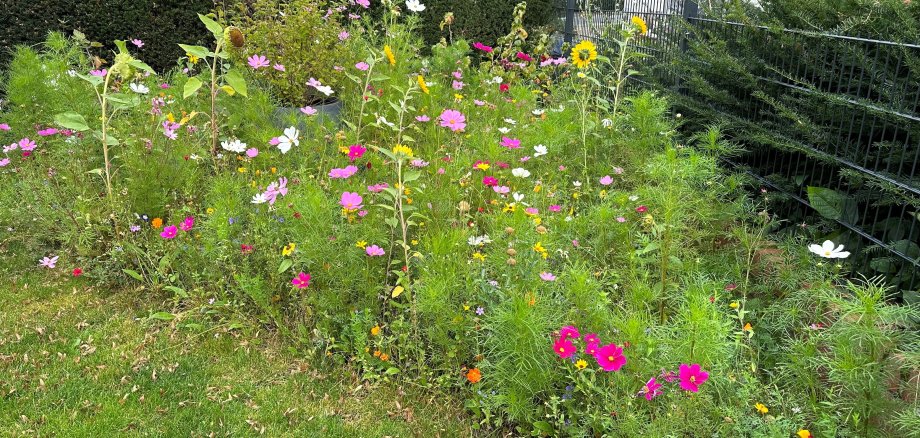 Blühwiese im Garten