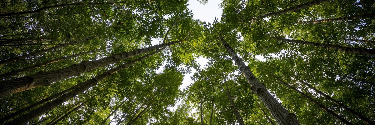 Baumkronen in Herzform