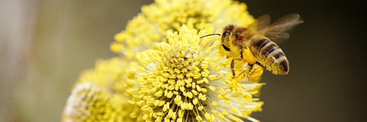 Biene auf gelber Blume