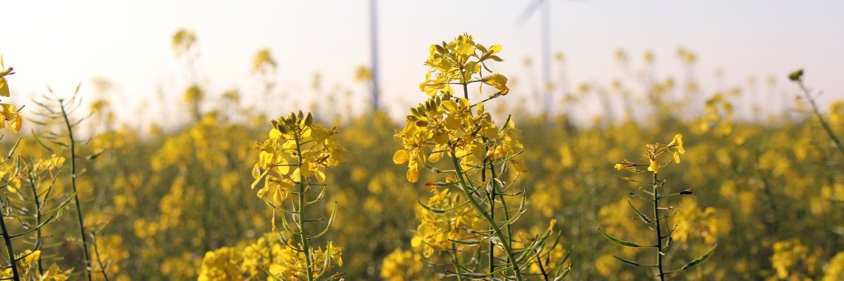 Rapsfeld mit Windkraftanlage