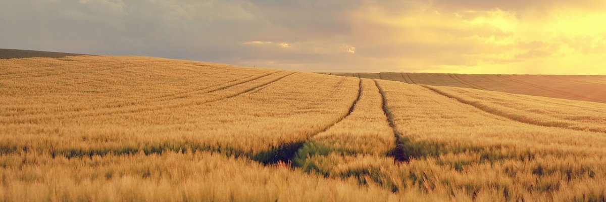Weizenfeld im Sonnenuntergang